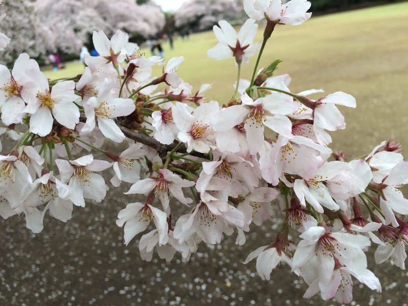 Sakura en full bloom Sakura en full bloom