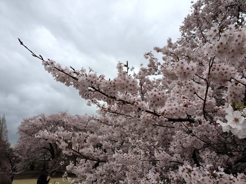 Sakura, parque Shinjuku Gyoen