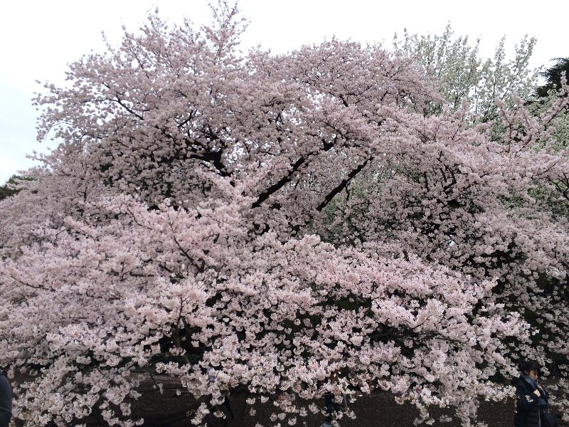 Flores de Cerezo Japon