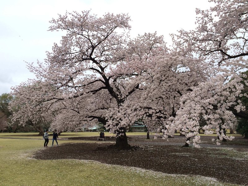 florecimiento cerezos en japon
