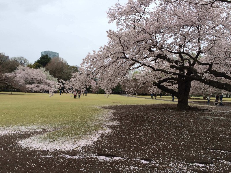 florecimiento cerezos japon