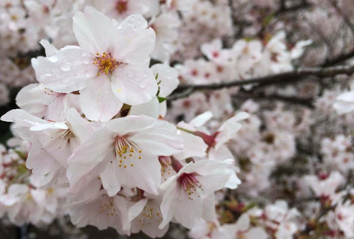 Sakura en florecimiento pleno