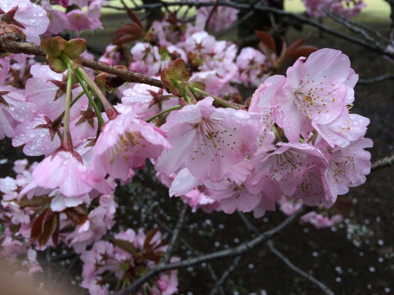 Sakura en full bloom