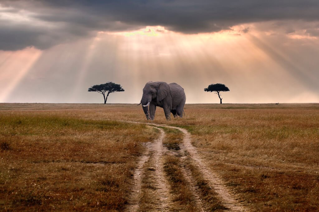 elefante caminando en medio de campo